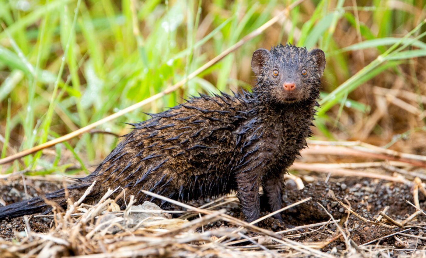 Mongooses recognize bullies and give them the cold shoulder