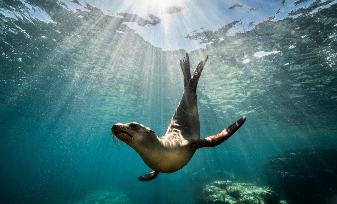 Predicting the movement of sea lions can help protect them
