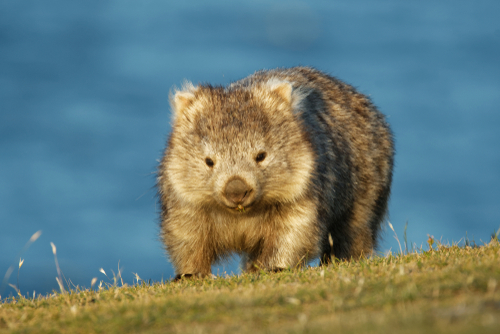 Wombats and the Mystery of Cubed Poop
