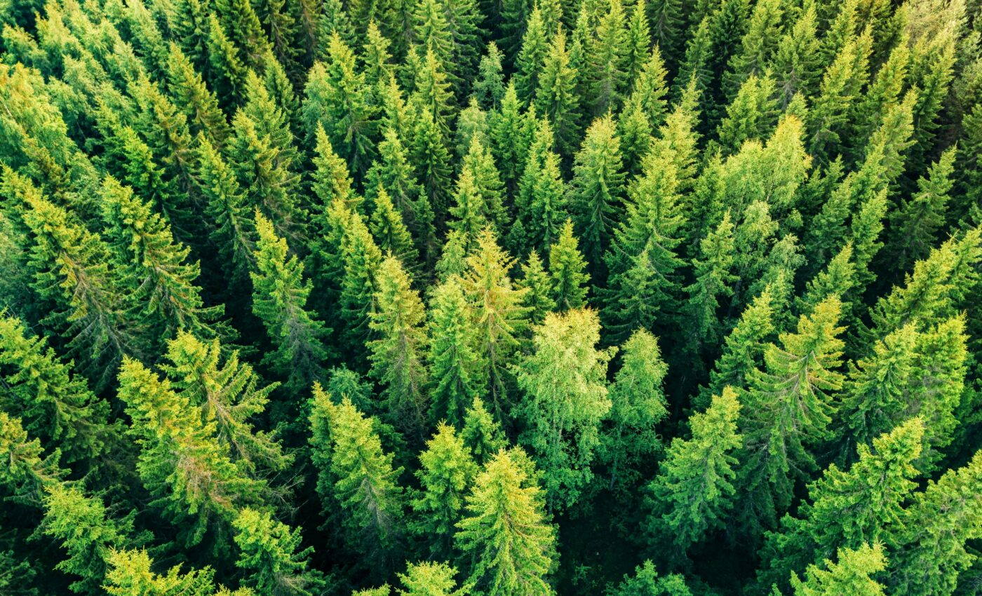 Remote sensing can help detect forest infestations