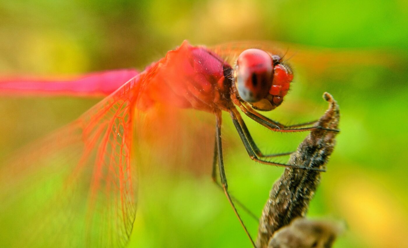 Hundreds of dragonfly species at risk of extinction