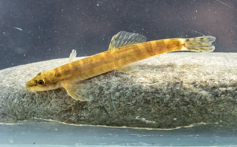 Fish rediscovered after being lost for 50 years