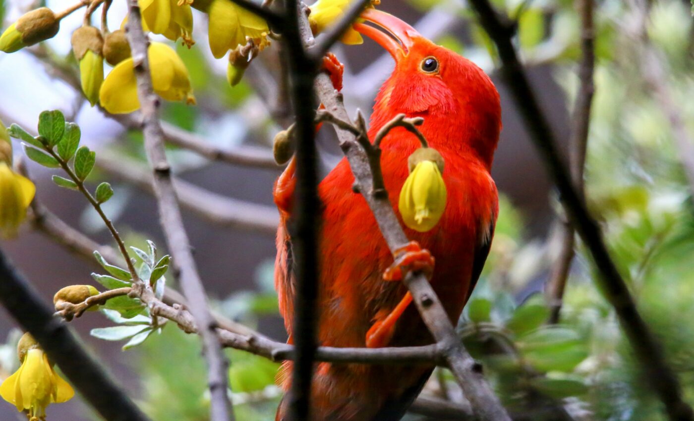 The United States recently declared 23 species extinct
