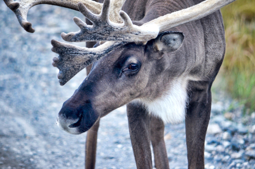 Largest On Earth: Caribou Migration