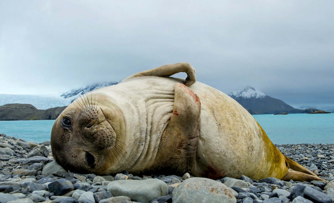 Elephants seals recognize pup's voice at two days old