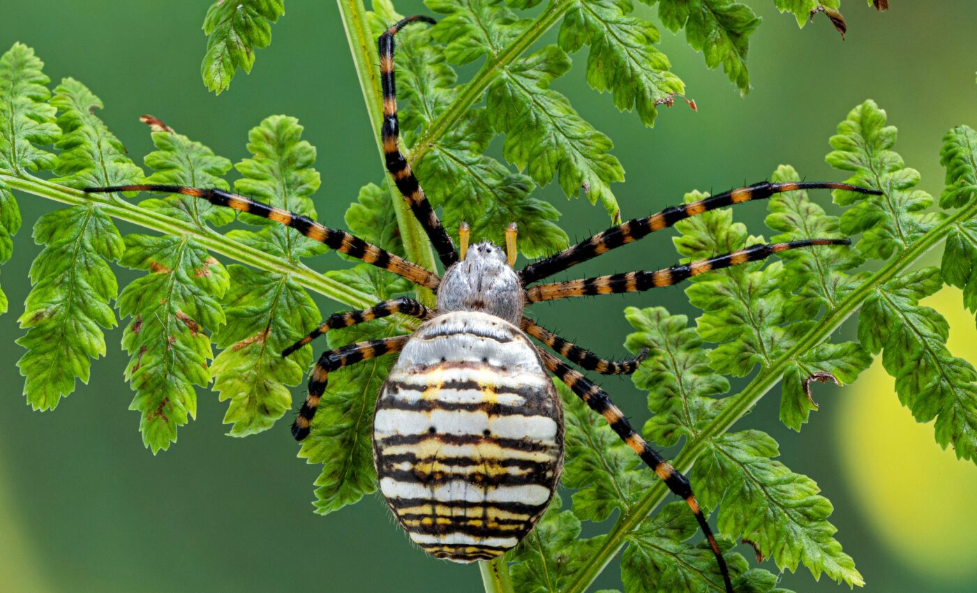 Scientists find a hidden diversity among Iberian spiders
