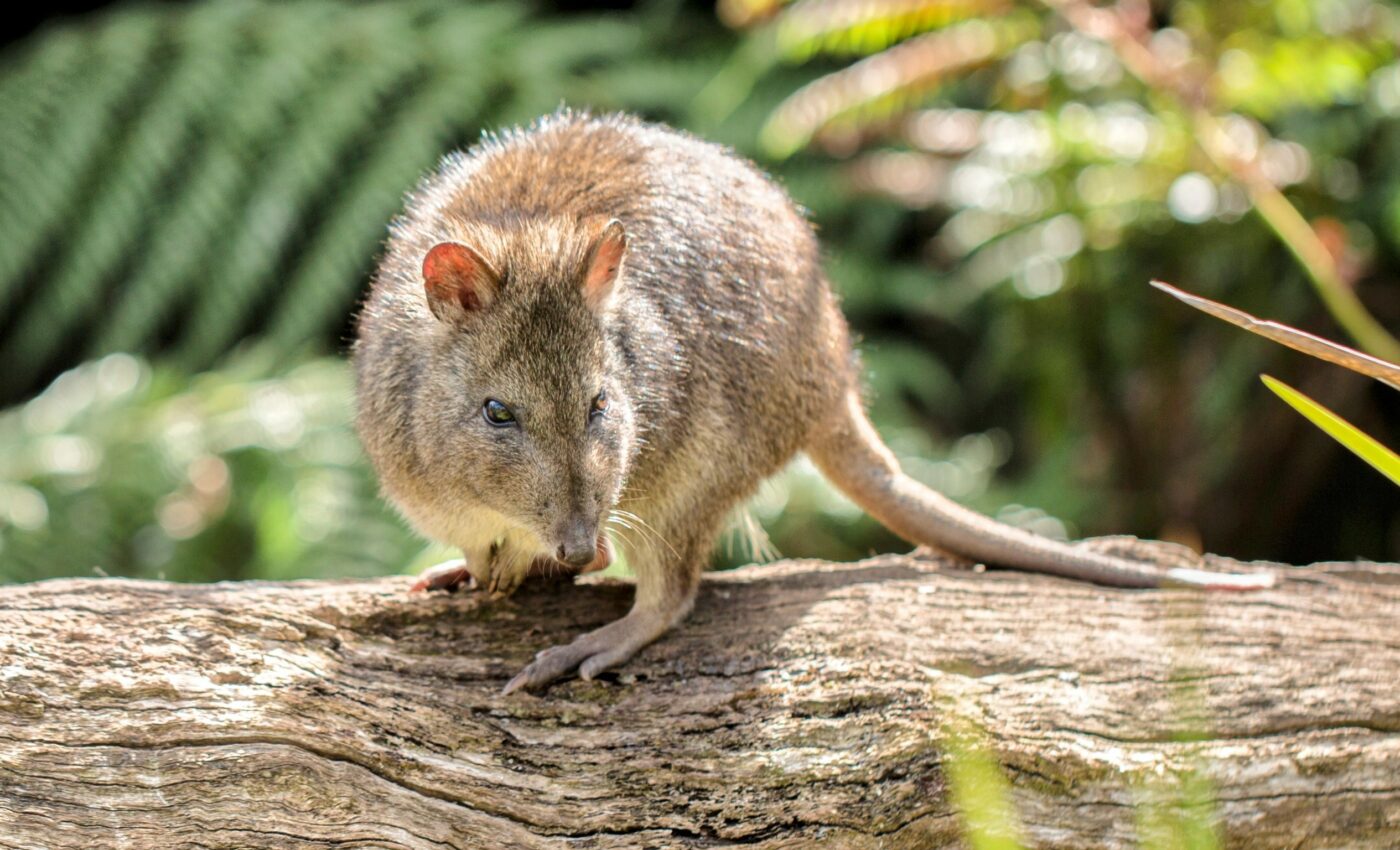World’s rarest marsupial was unwittingly saved by Prince Philip