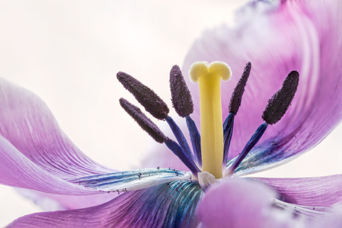 Step into the Beautiful World of Flower Anatomy
