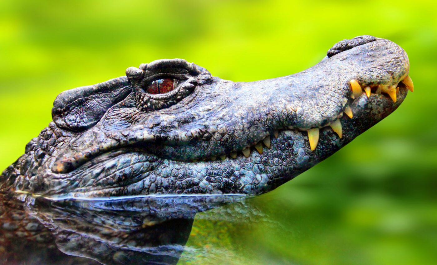 Predators help prevent biodiversity loss