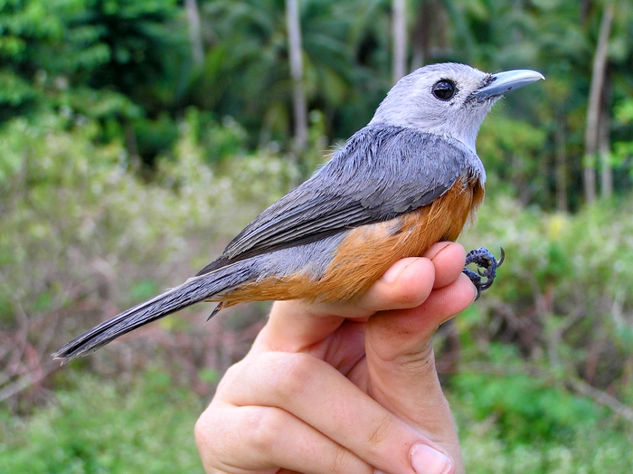 “Supertramp” birds provide insight into how evolution works