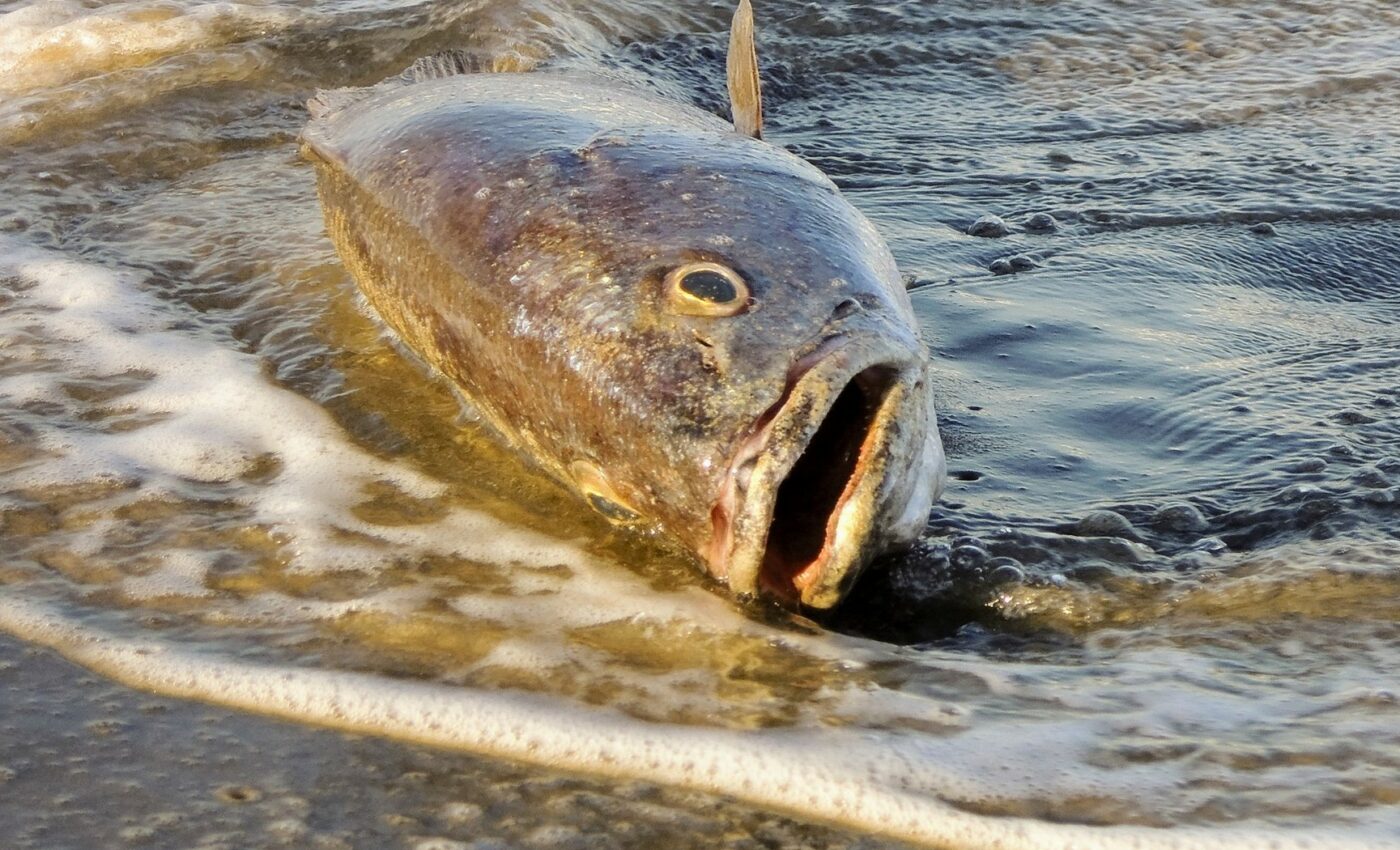 Extreme heat is the "new normal" for the ocean