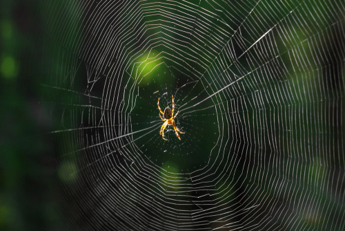 Welcome to the Not So Creepy Crawly World of Spider Silk