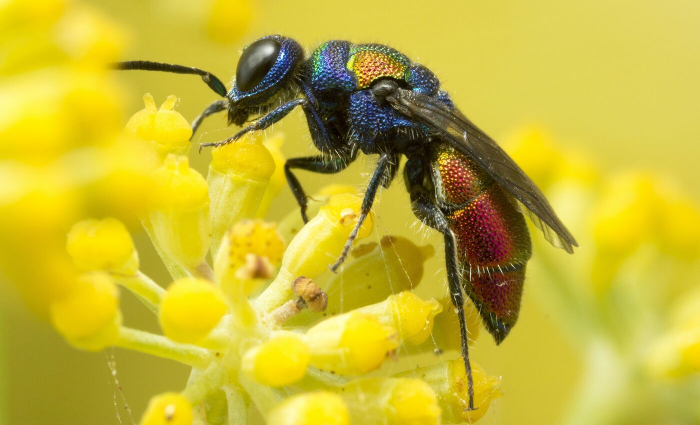 Scientists reveal hidden diversity among parasitoid wasps