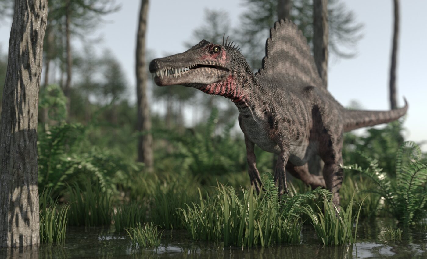 Spinosaurid found in Portugal had a crocodile-like skull