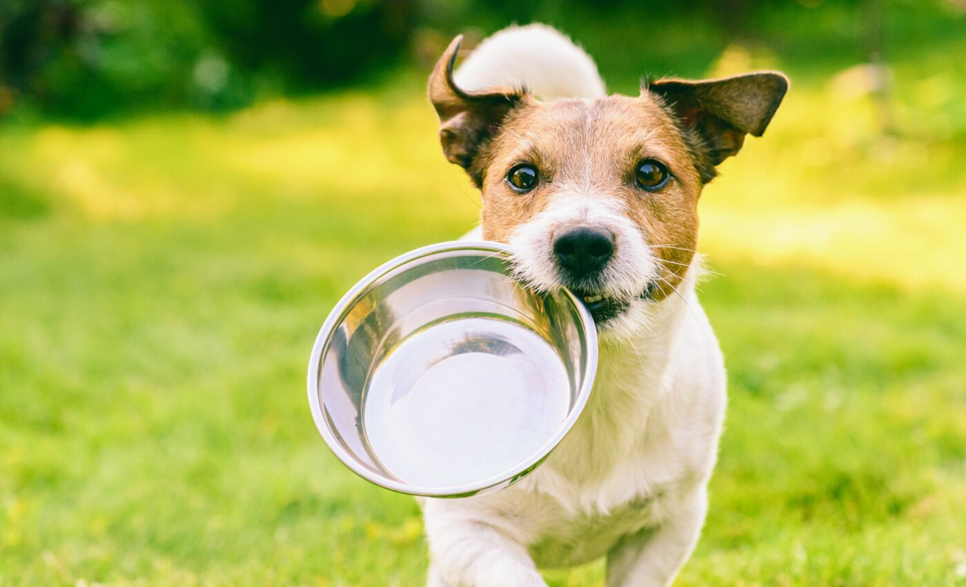 Viagra is a possible treatment for dog eating disorder