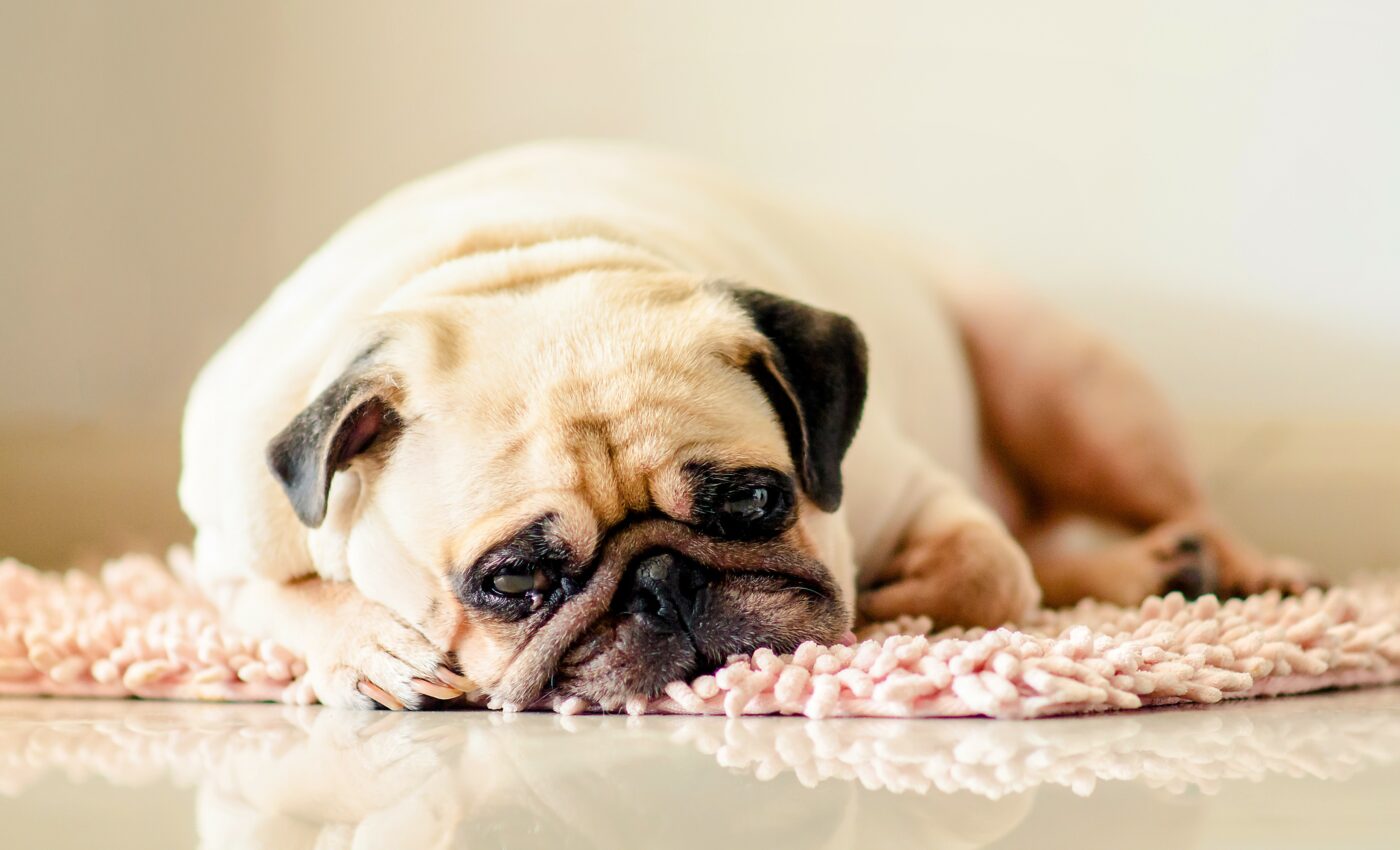 Dogs can grieve when they lose a canine buddy