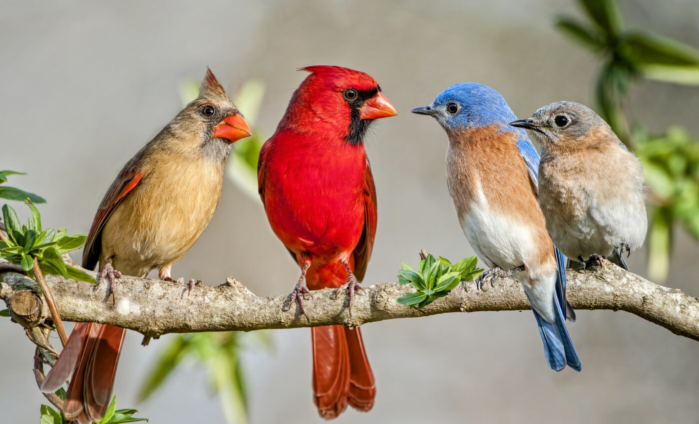 Higher levels of biodiversity reduce extinction risks in birds