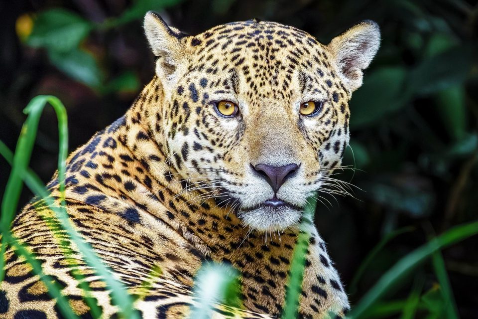 What Is a Keystone Species? These Four Examples Will Help Explain