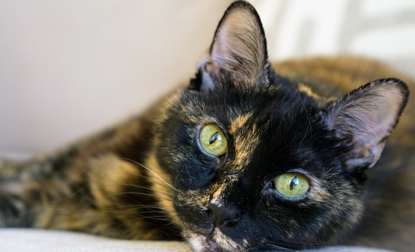 House cat had the same COVID variant as humans