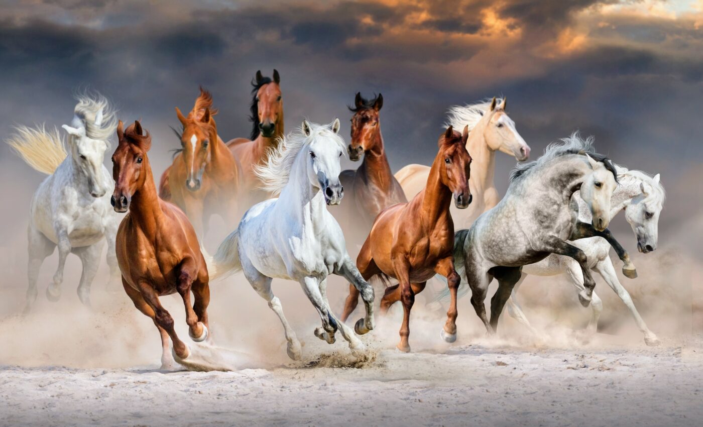 Animal swarms make decisions using collective intelligence