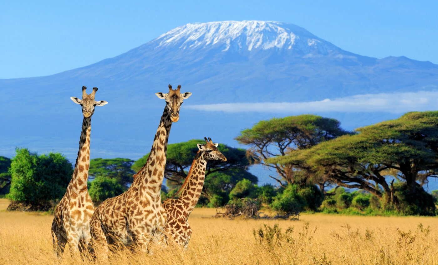 Savanna tree cover may not be a reliable climate strategy