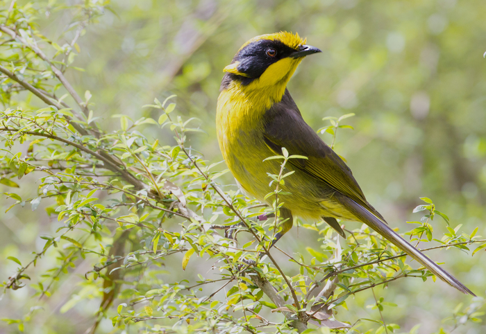 Genetic study could help save helmeted honeyeaters