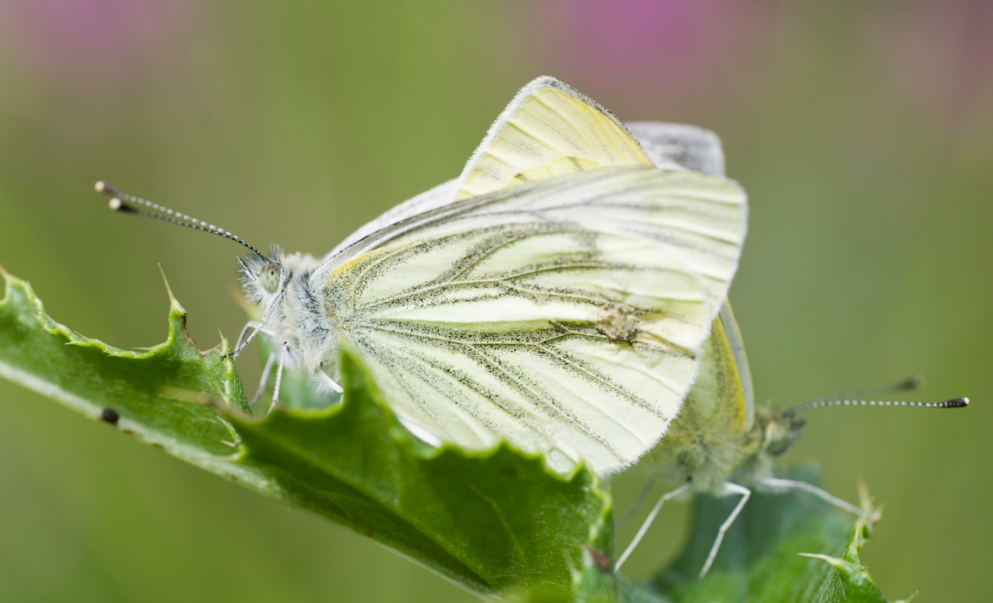 Warmer autumns reduce the life expectancy of butterflies