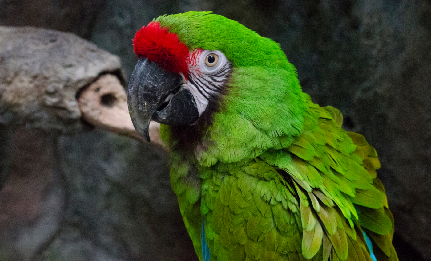 Bird populations are declining in the Neotropics