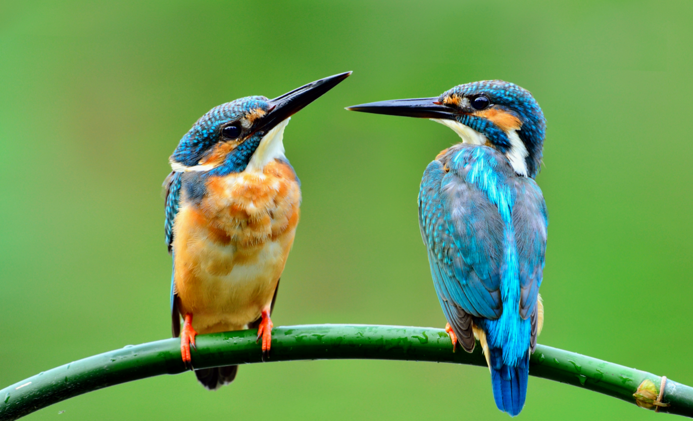 Physical changes in birds linked to global warming