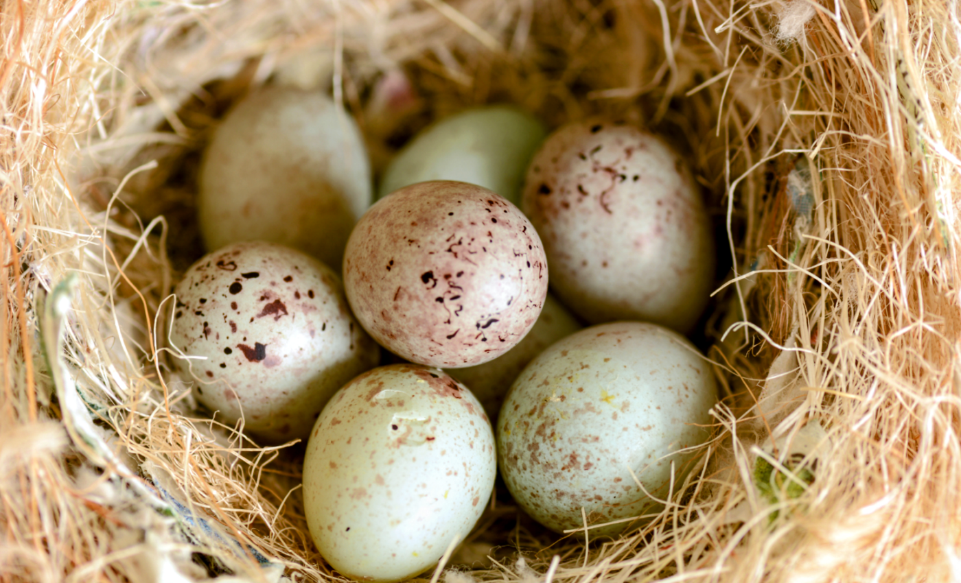 Scientists solve the egg forging mystery