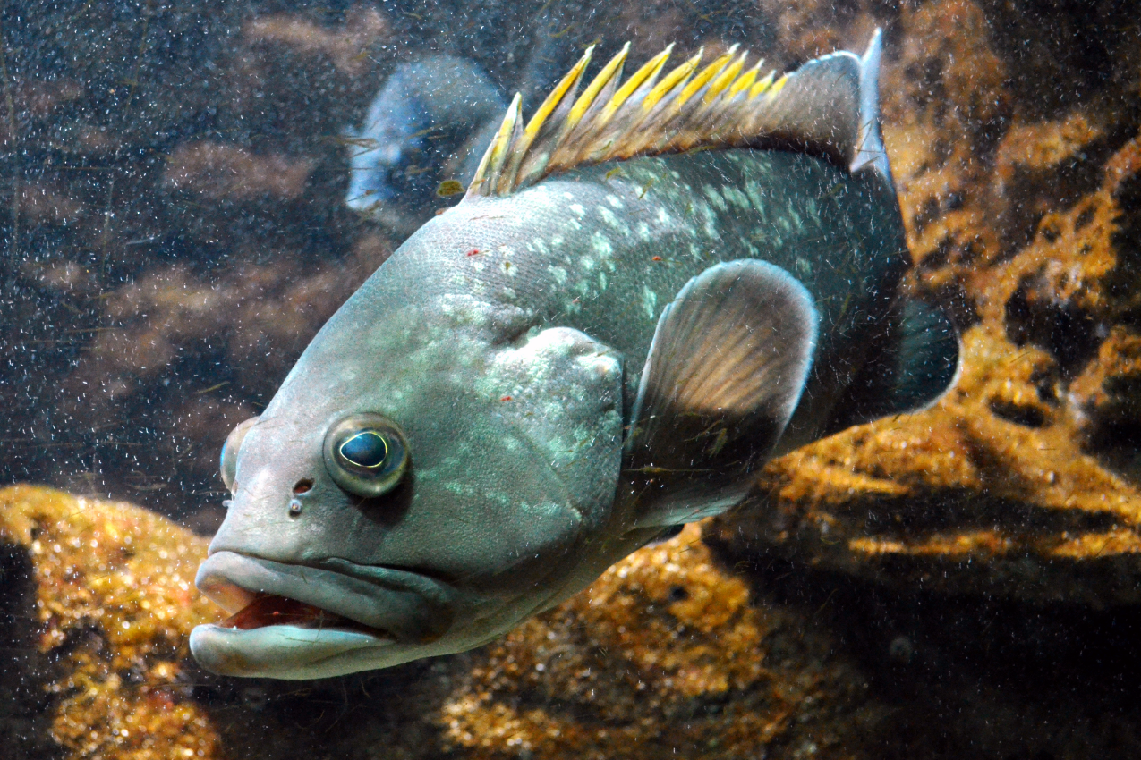 Climate change restructures marine food webs in unexpected ways