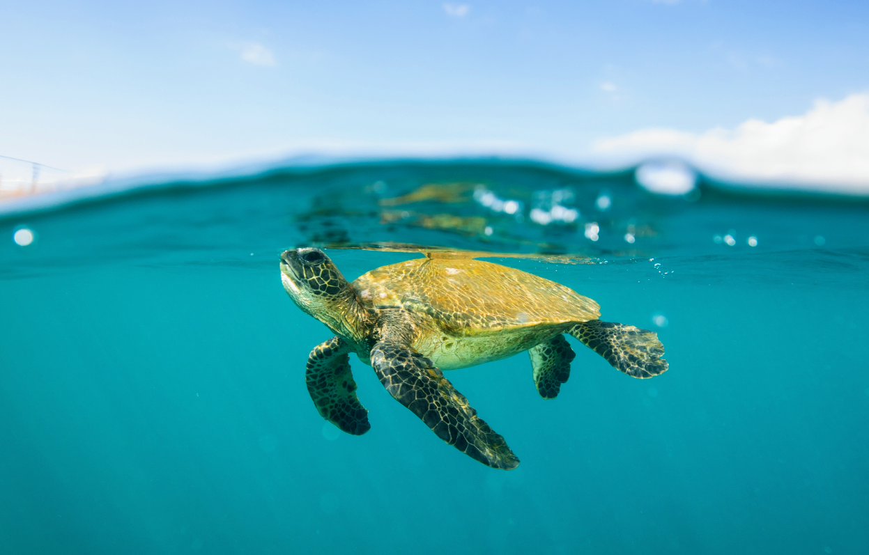 Sunlight helps green sea turtles with tumors recover