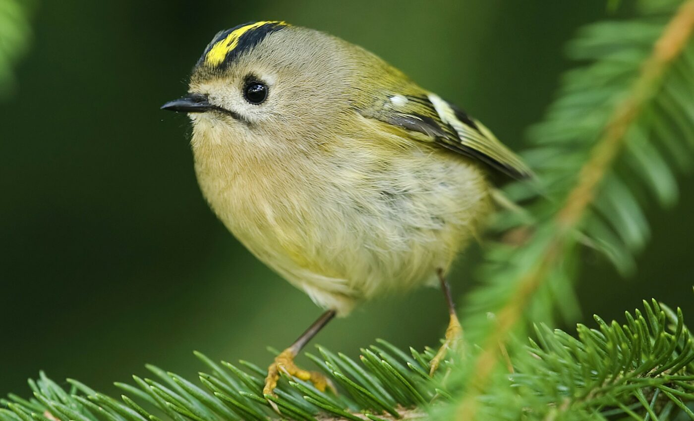 Forest degradation is a major cause of bird population declines