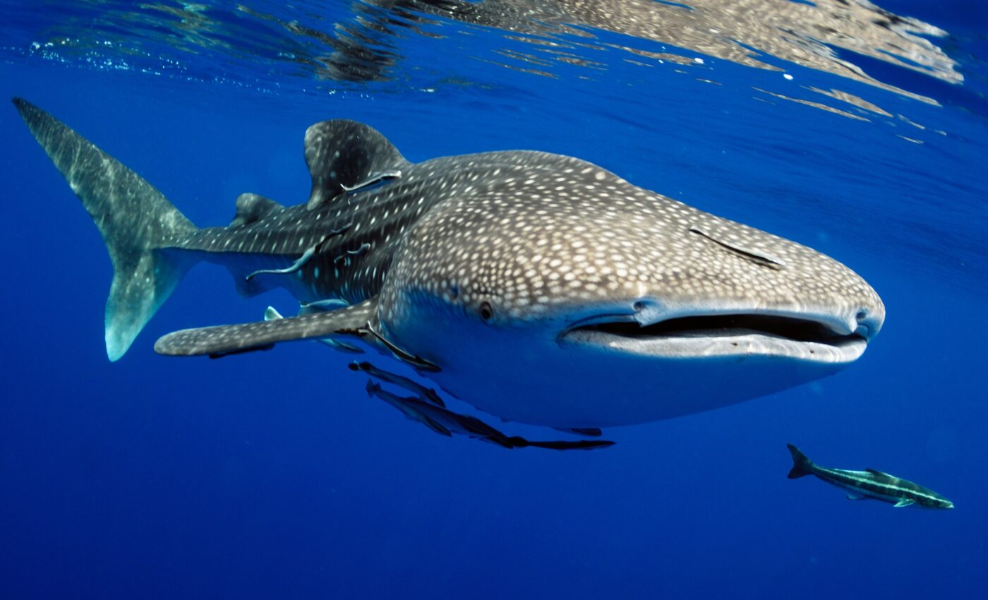 Whale sharks face an uncertain future due to ship strikes