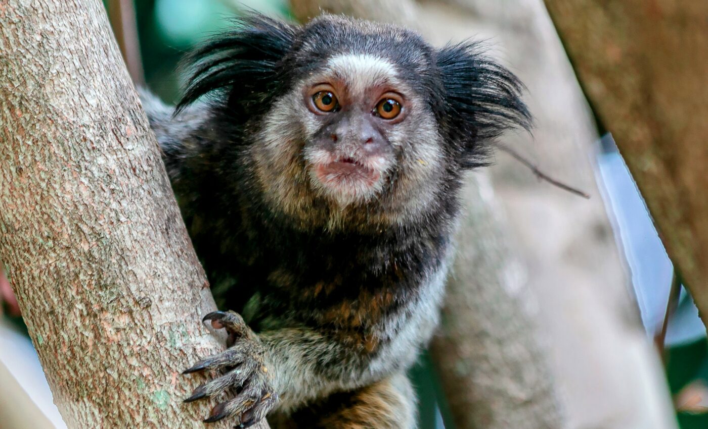Marmosets with bold personalities are faster learners