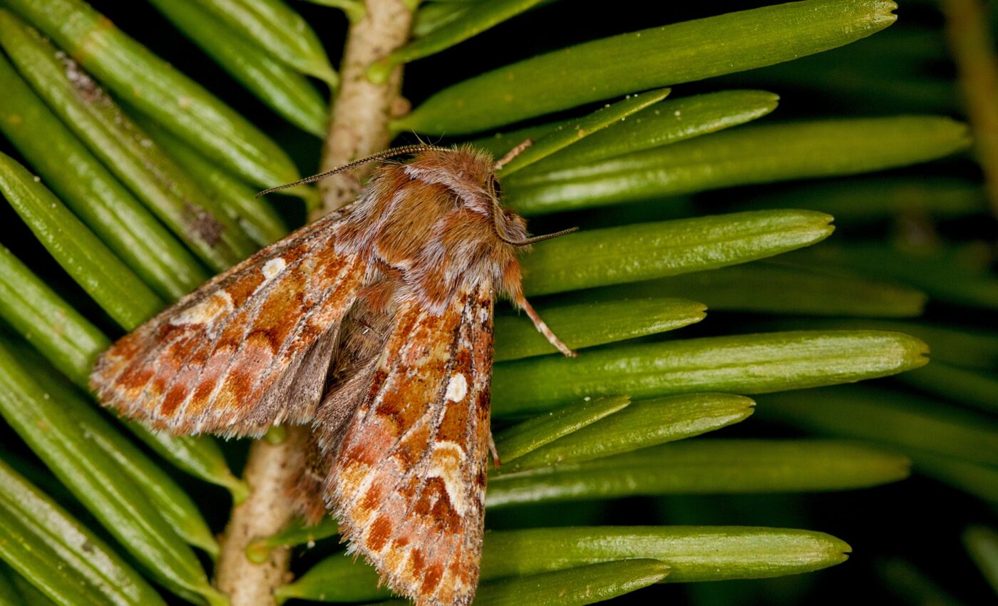 Pine beauty moths are moving north five decades early