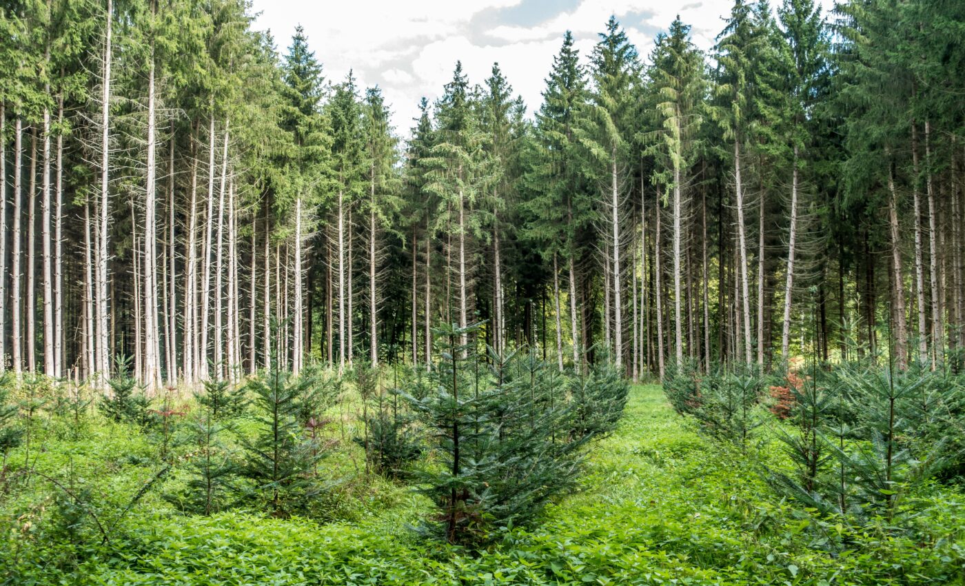 Reforestation may reduce water availability in some places