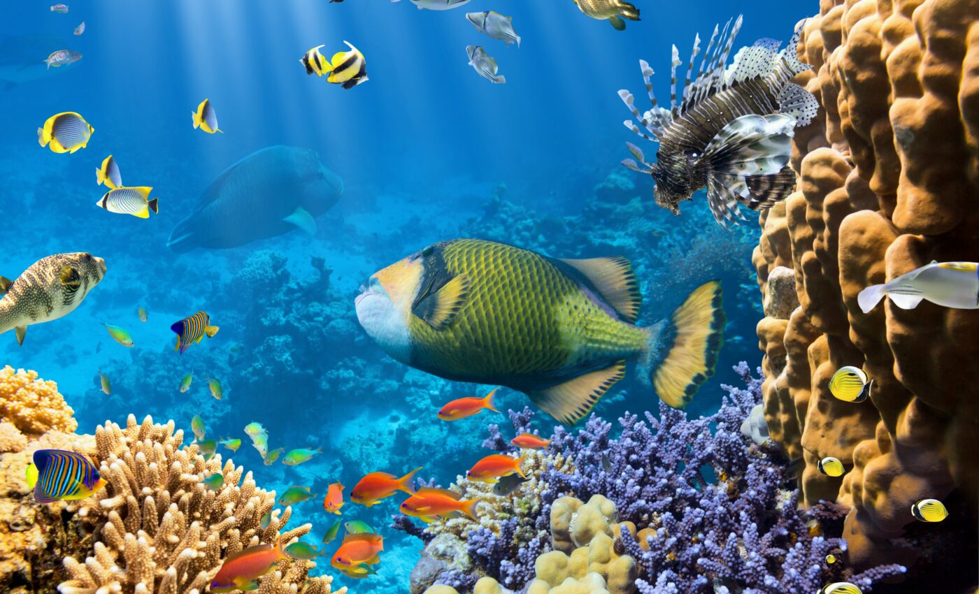 Coral reef health can be measured through sound