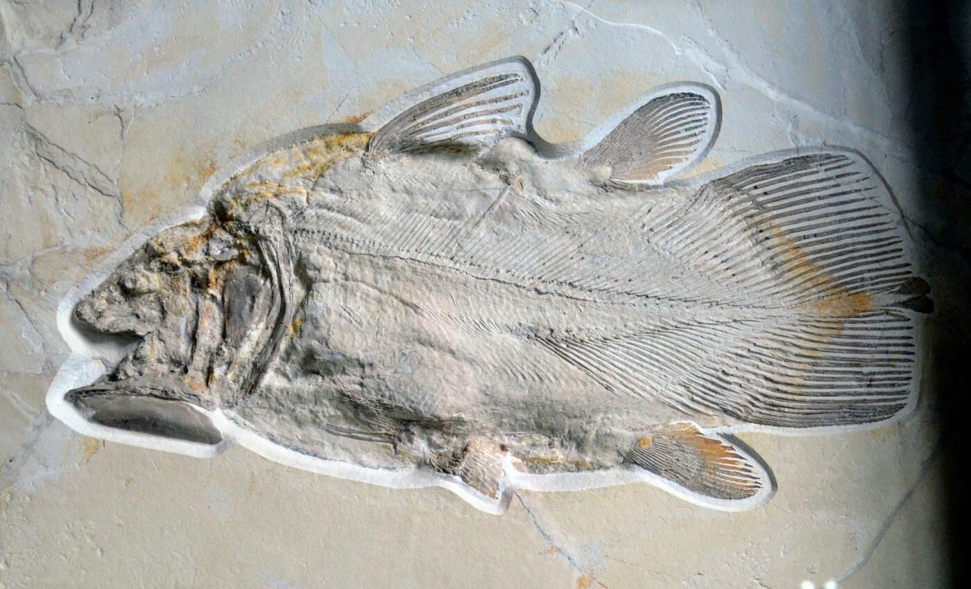 Mysterious fish-like fossil finally classified