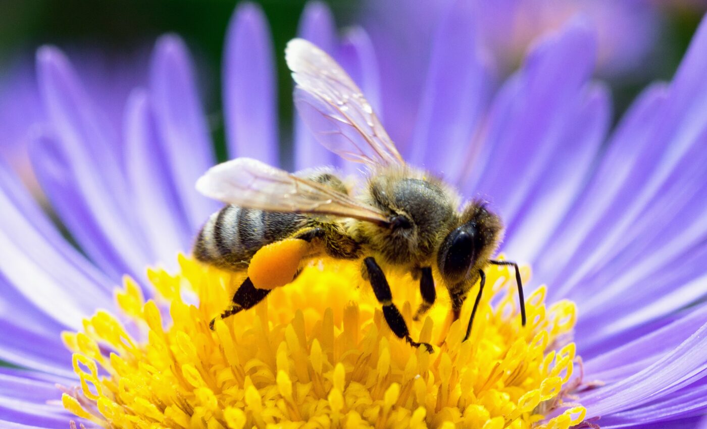 Honeybee virus has a new strain that is even more lethal