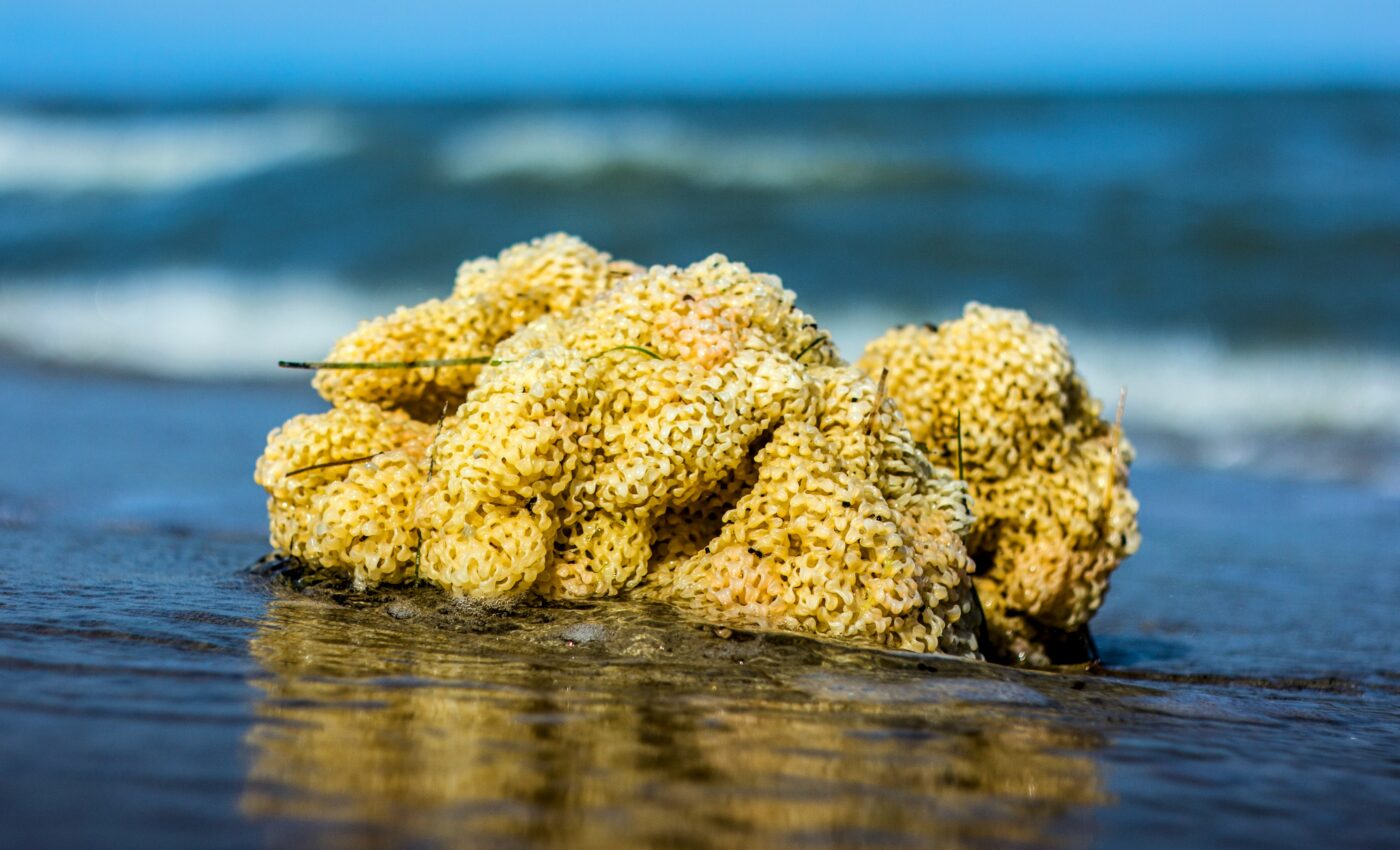 Millions of sea sponges are dying in unprecedented event
