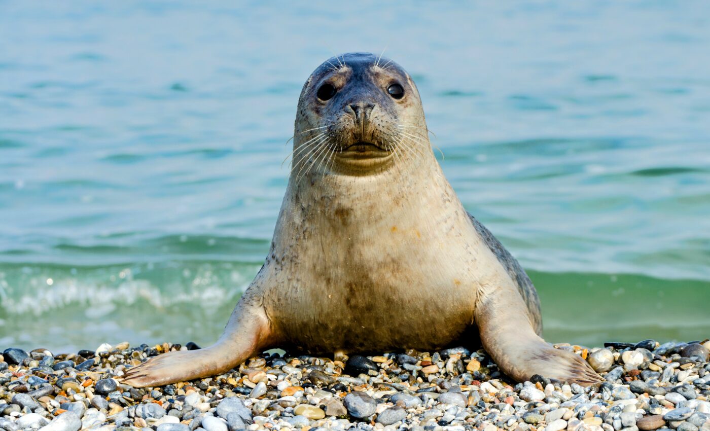 Noise restrictions need updating to protect marine life