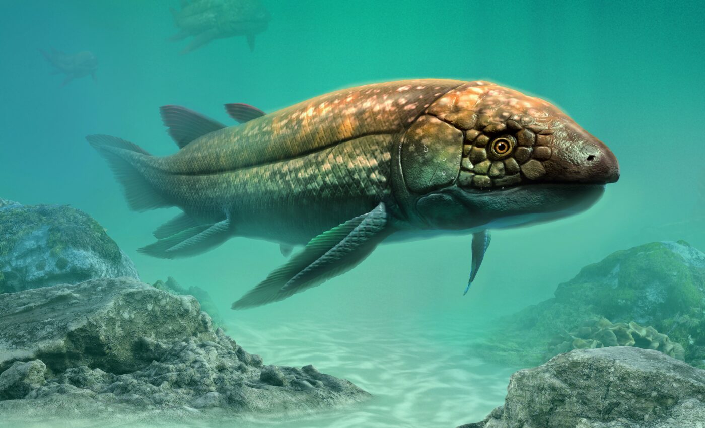 Lungfish provide deeper insight into brain evolution