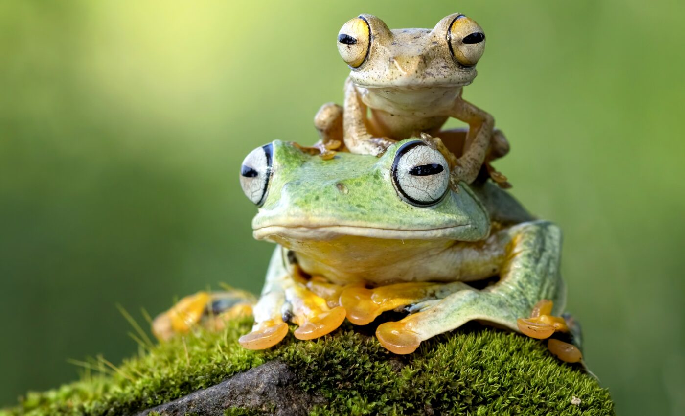 Most threatened species need targeted action to survive