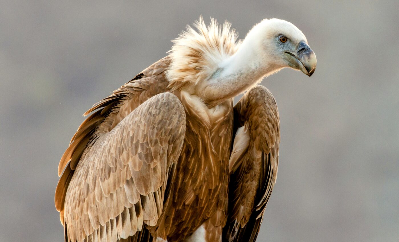 Oldest Australian vulture emerges from the fossil record