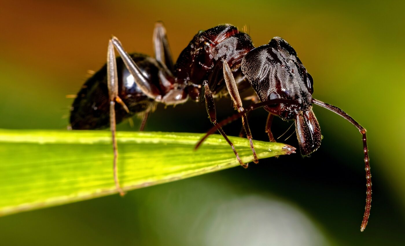 How do trap-jaw ants keep from blowing their heads off?