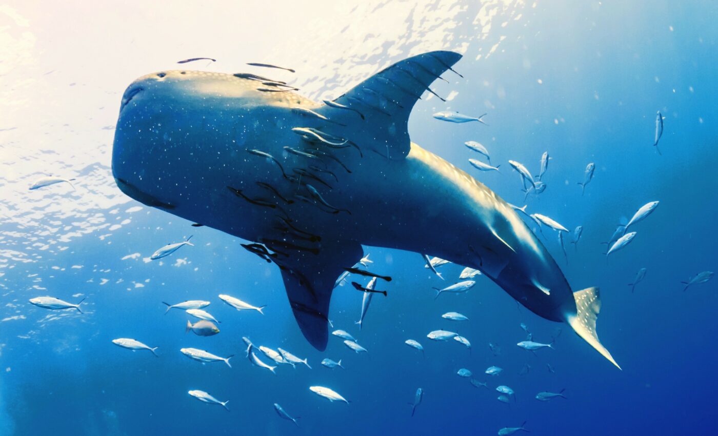 Whale sharks are the world’s largest omnivores