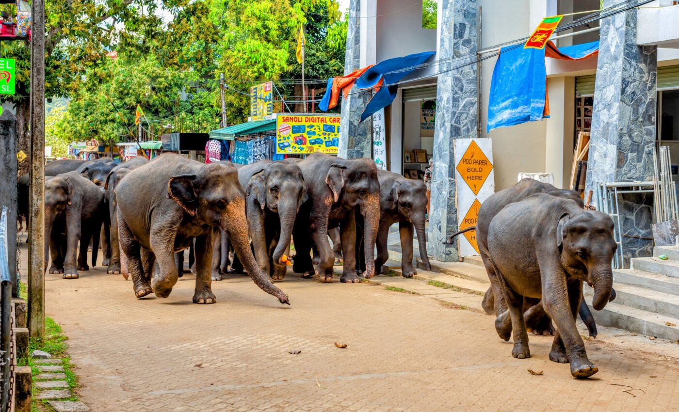 Land use changes affect elephant movement