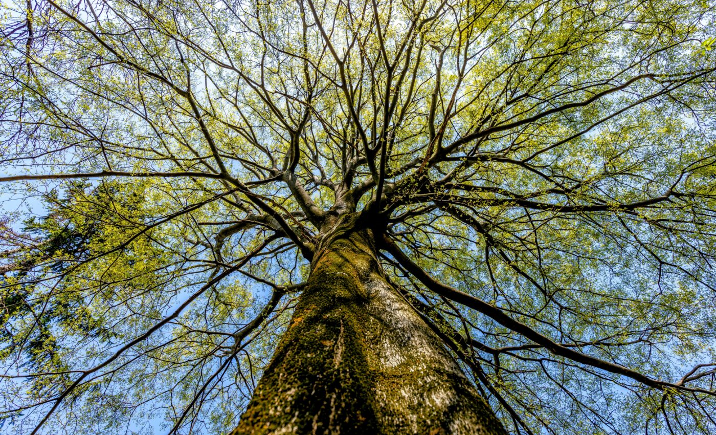 Global forest area per capita has decreased by 60 percent