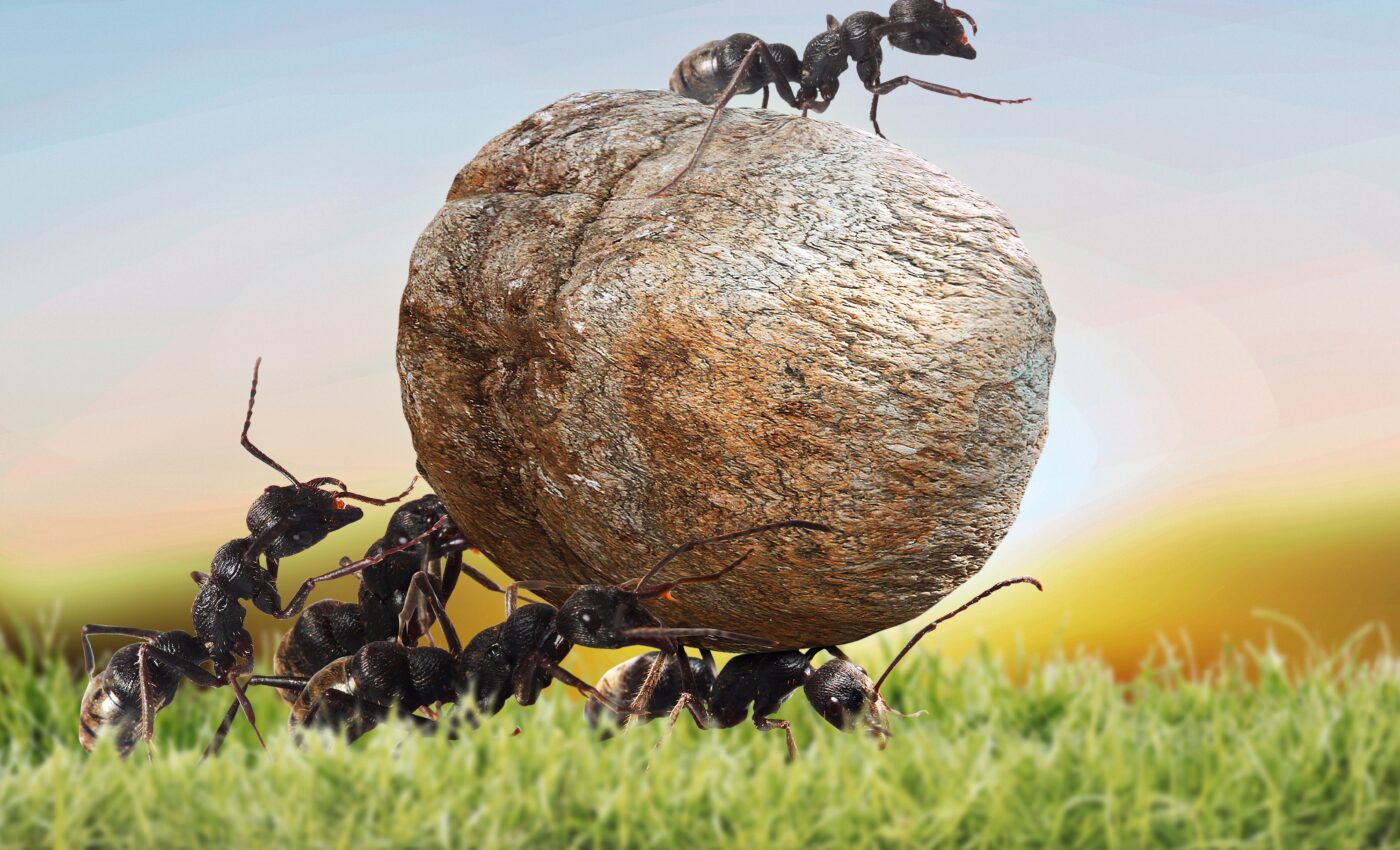Robot sheds light on how ants learn from each other